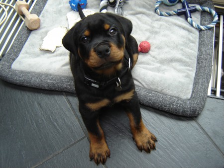 Lach eens naar het vogeltje