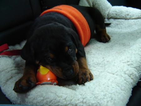 Ik ben ook voor Oranje!