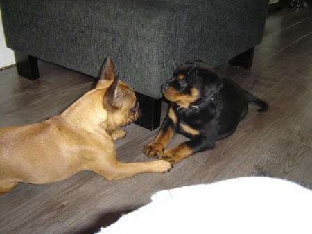 Nog een keer spelen met Lilo