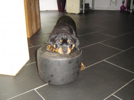 Kun je heerlijk in bijten