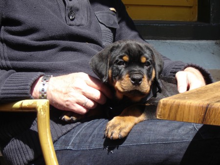 Lekker bij baasje op schoot